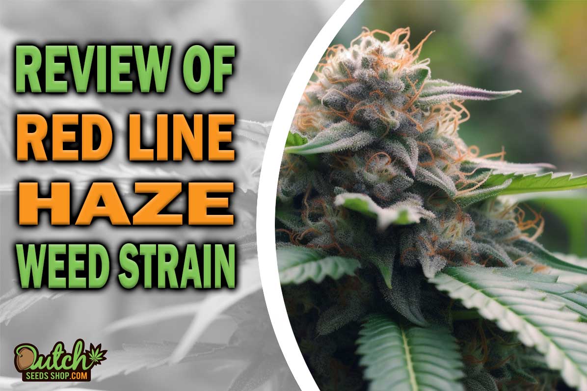 Red Line Haze Marijuana Strain Information and Review