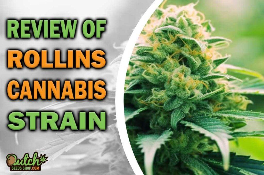 Review Of Rollins Cannabis Strain