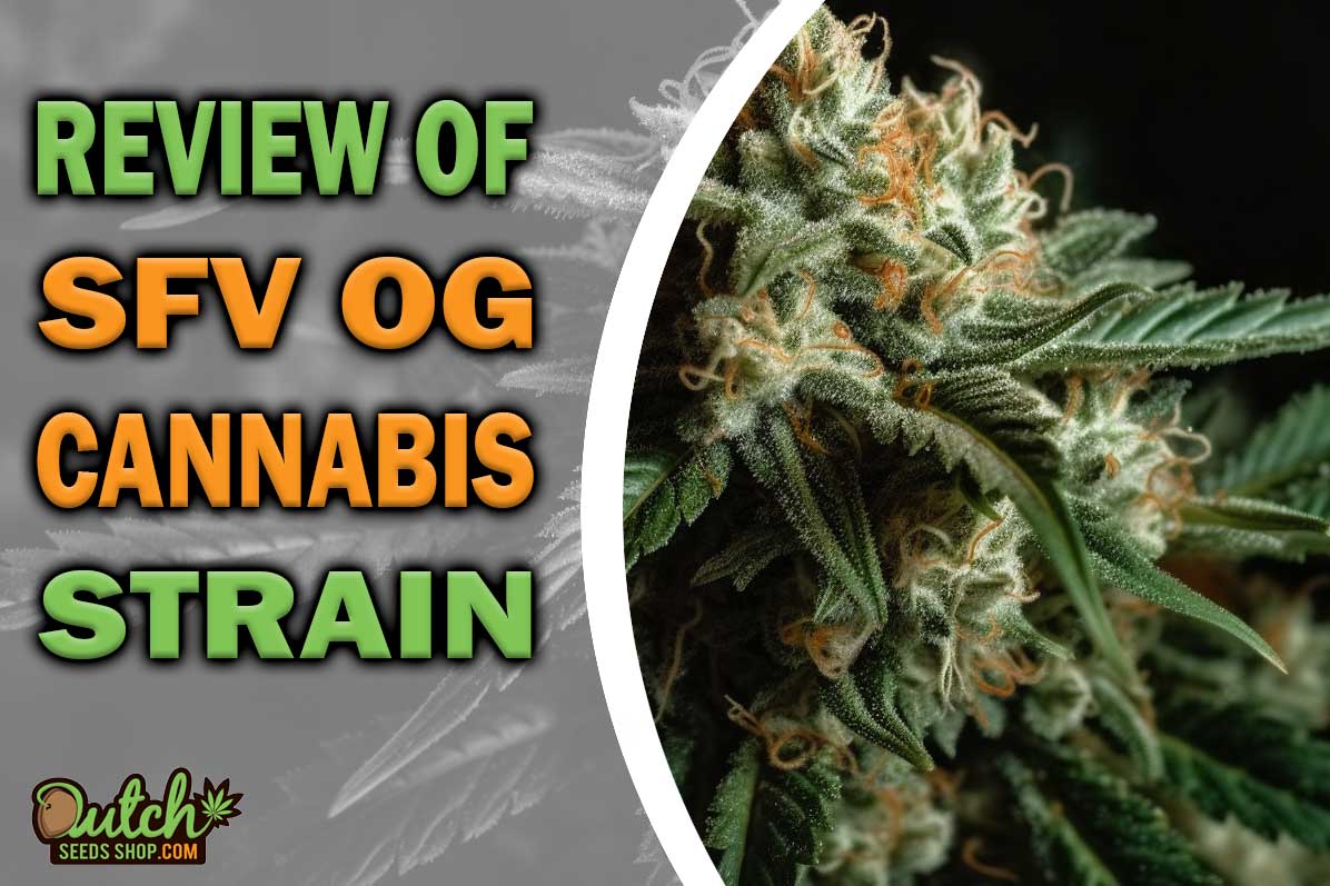 SFV OG Marijuana Strain Information and Review