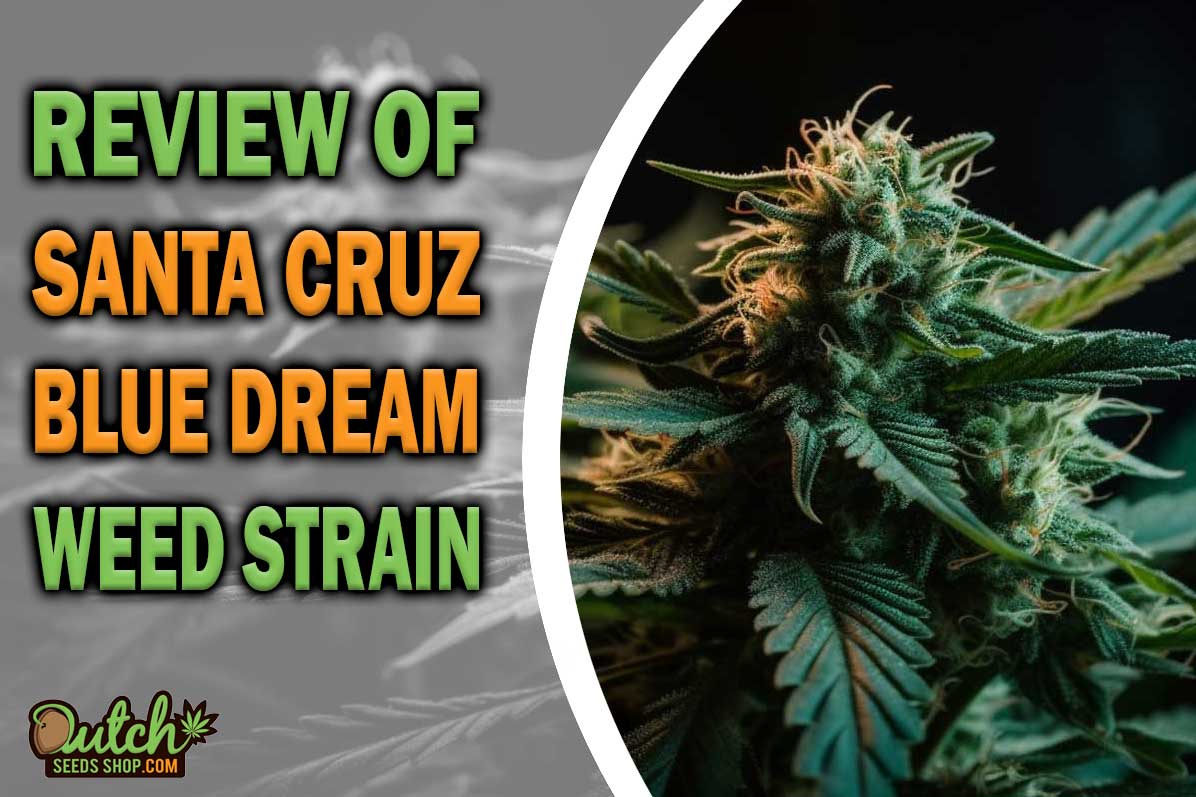 Santa Cruz Blue Dream Marijuana Strain Info and Review