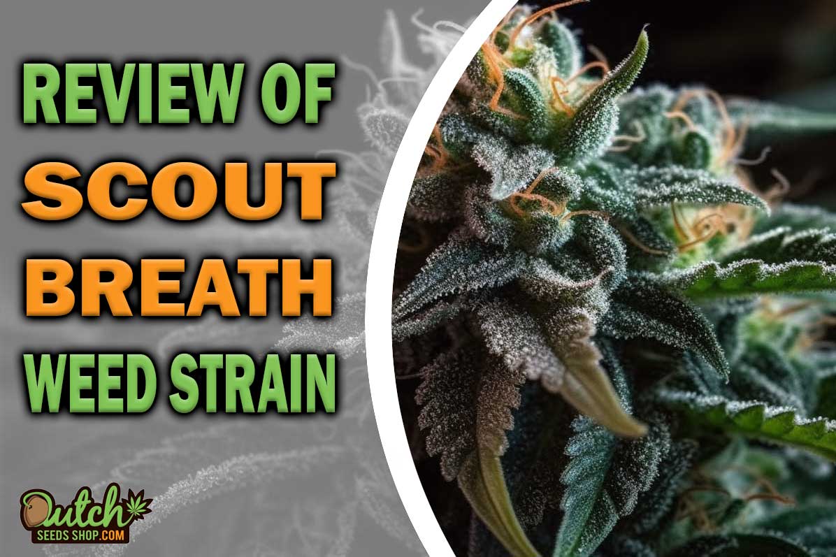 Scout Breath Marijuana Strain Information and Review