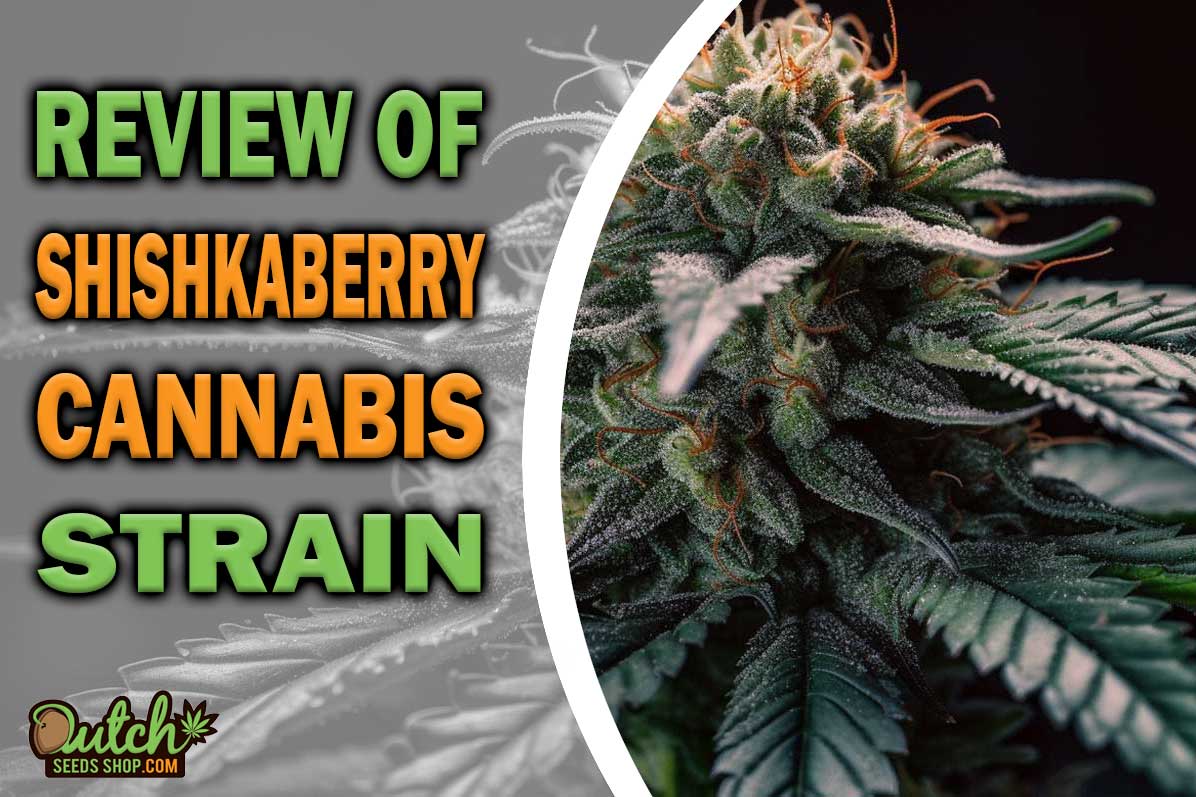 Shishkaberry Marijuana Strain Information and Review