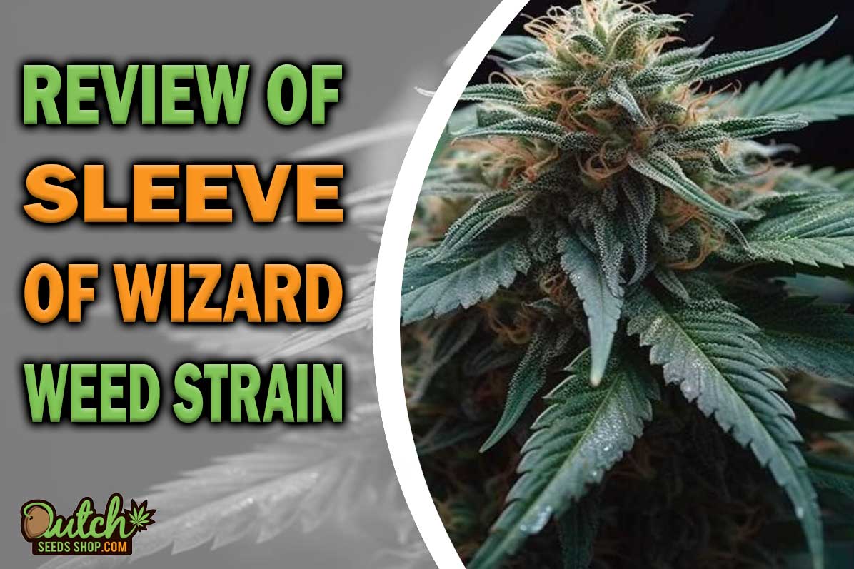 Sleeve of Wizard Marijuana Strain Information and Review