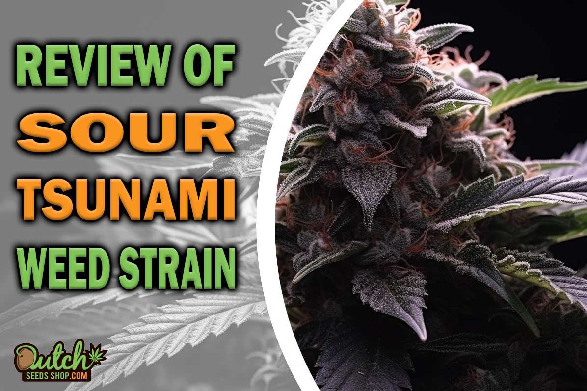 Sour Tsunami Marijuana Strain Information and Review