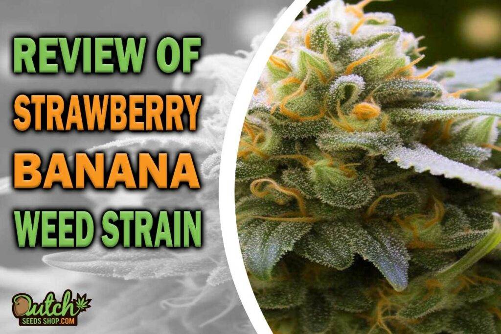 Review Of Strawberry Banana Weed Strain
