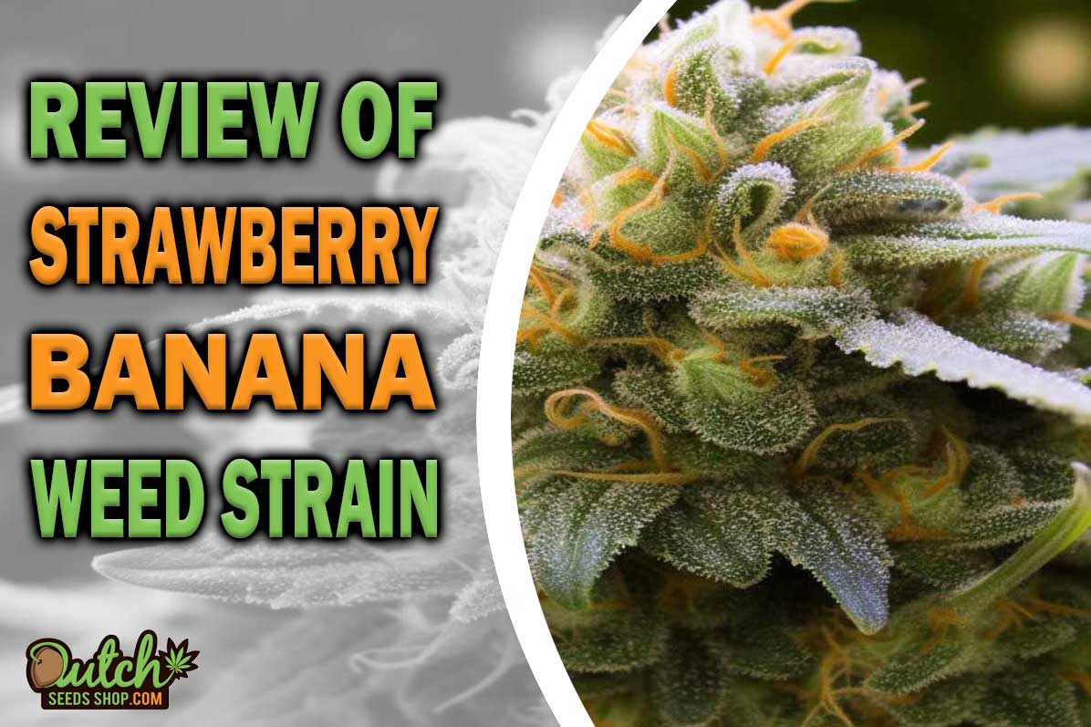 Strawberry Banana Marijuana Strain Information and Review