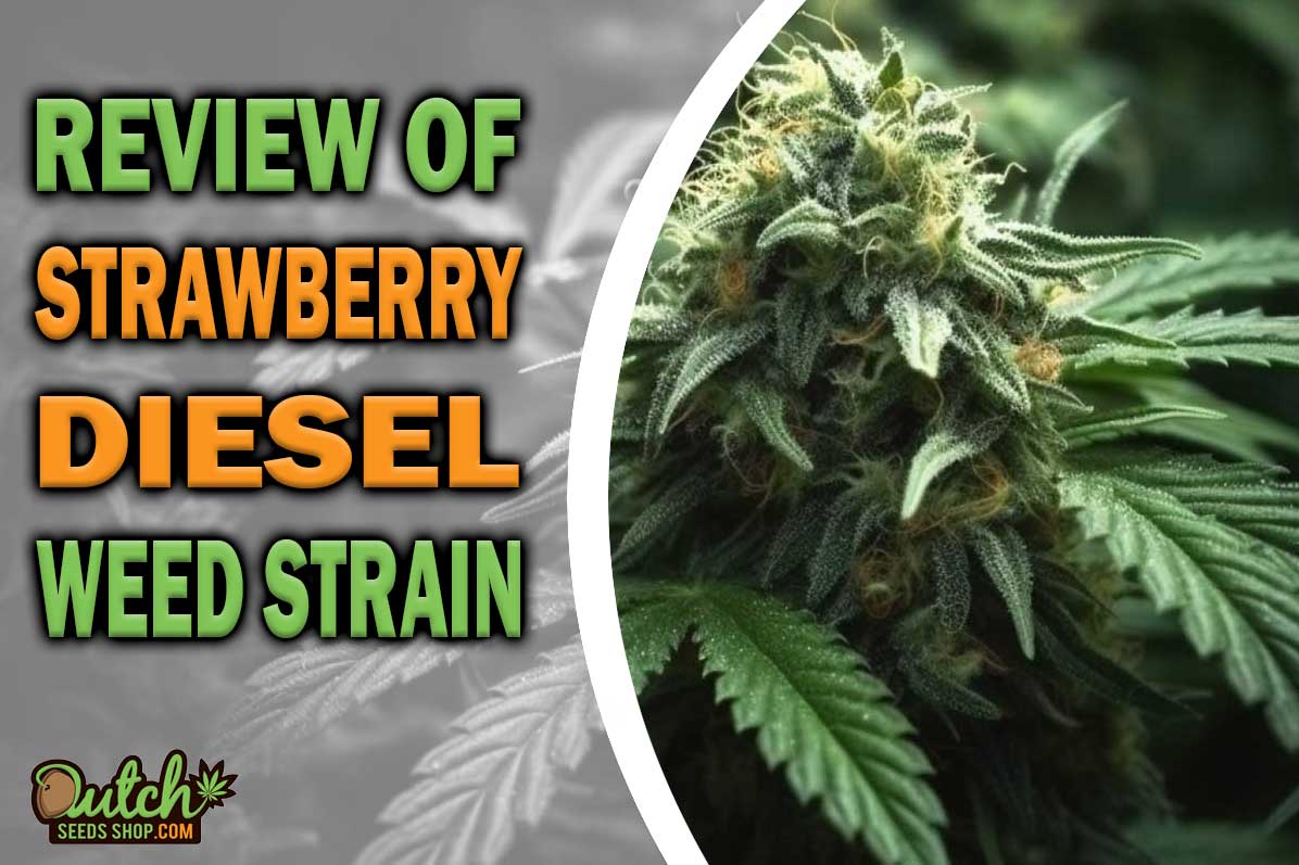 Strawberry Diesel Marijuana Strain Information and Review