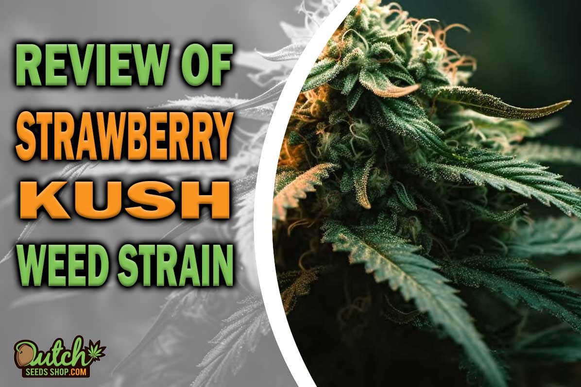 Strawberry Kush Marijuana Strain Information and Review