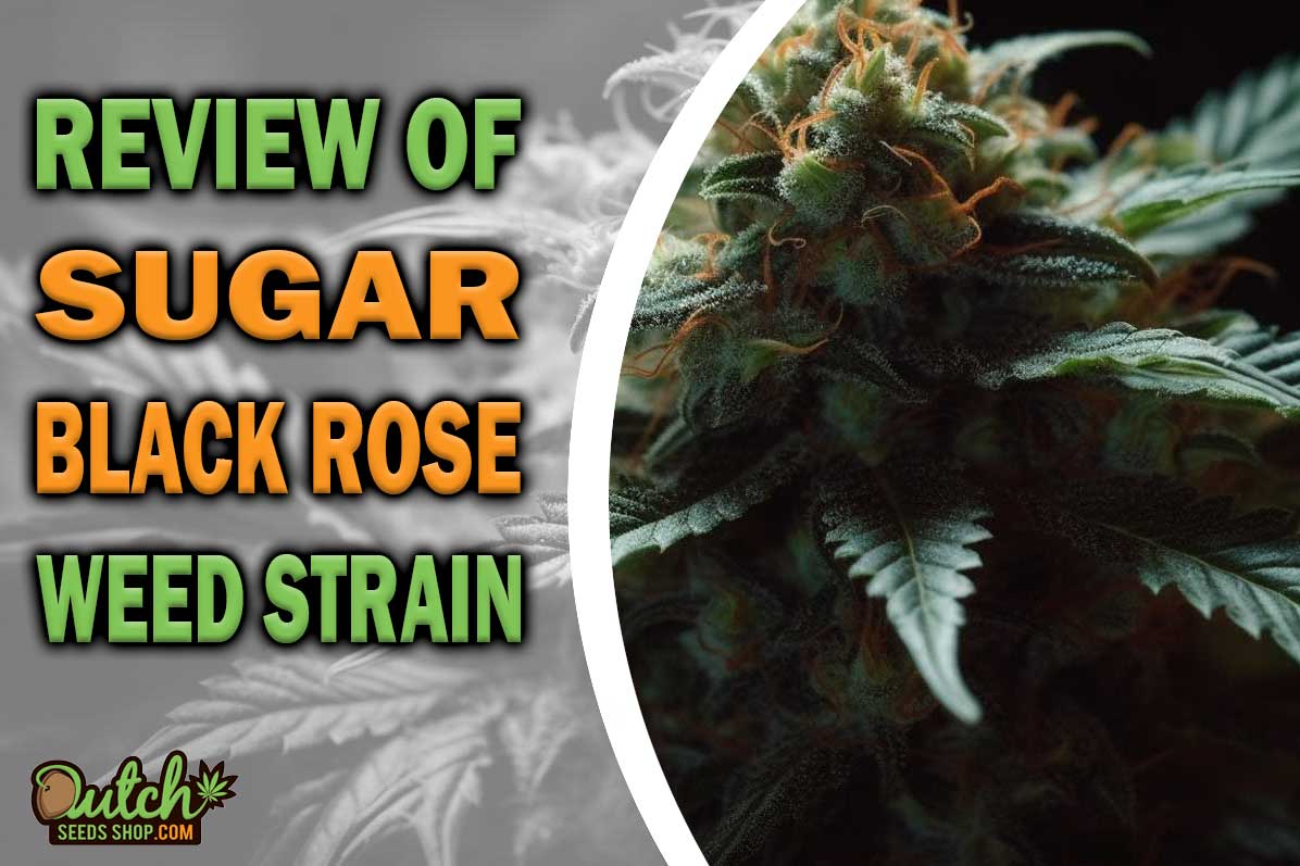 Sugar Black Rose Marijuana Strain Information and Review