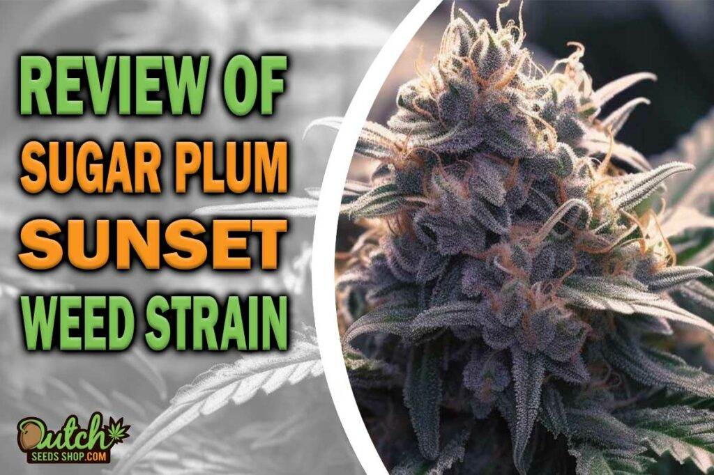 Review Of Sugar Plum Sunset Weed Strain