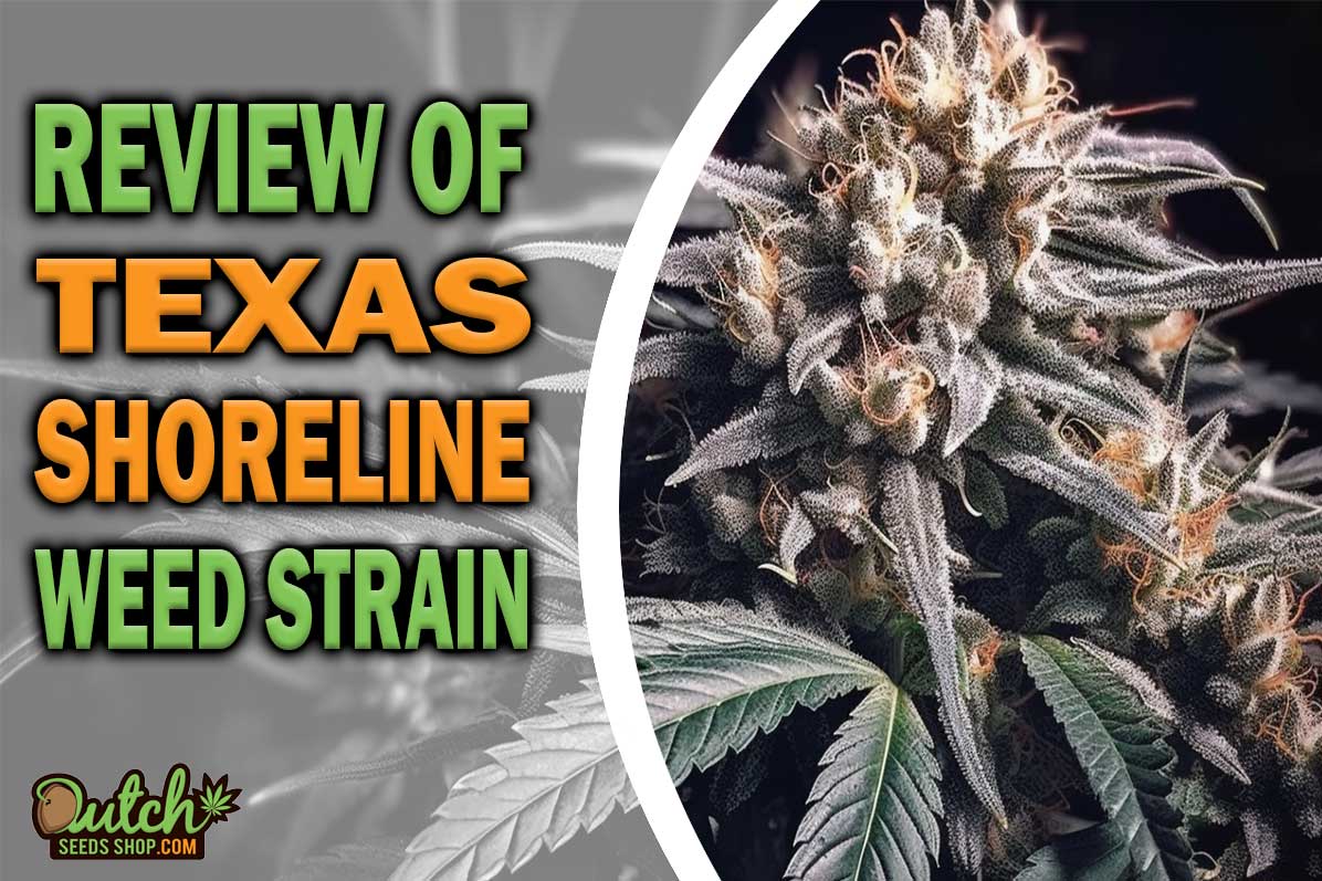 Texas Shoreline Marijuana Strain Information and Review