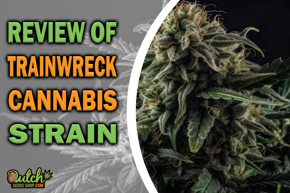 Trainwreck Marijuana Strain Information and Review