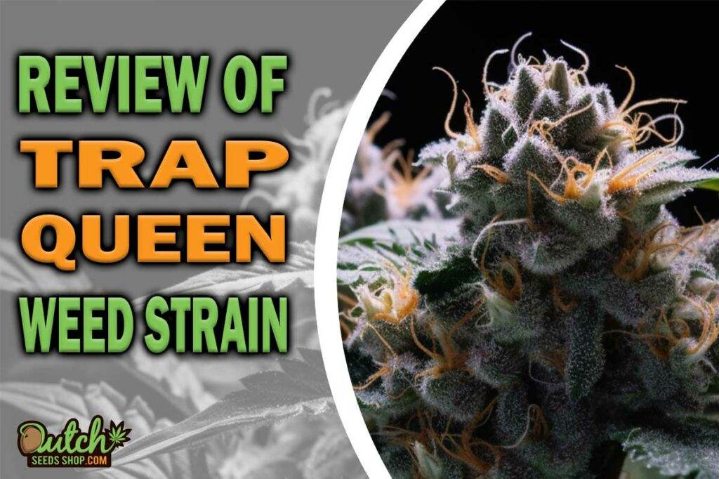 Review Of Trap Queen Weed Strain