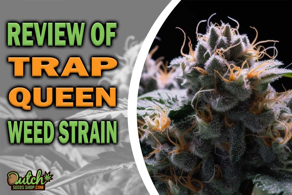 Trap Queen Marijuana Strain Information and Review