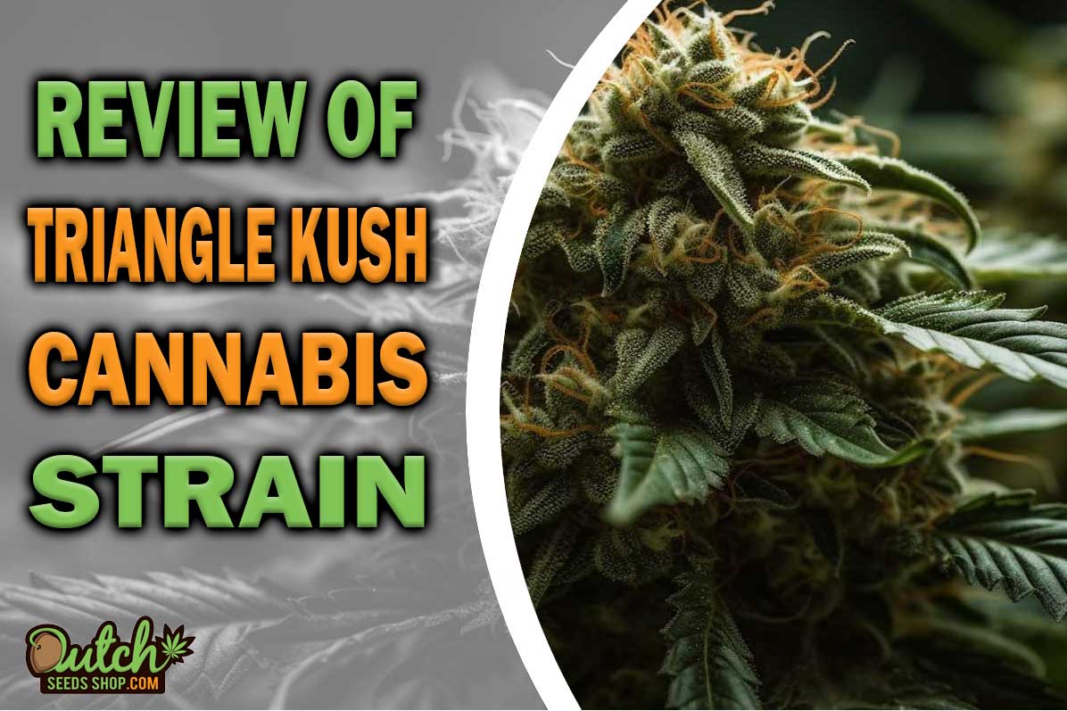 Triangle Kush Marijuana Strain Information and Review