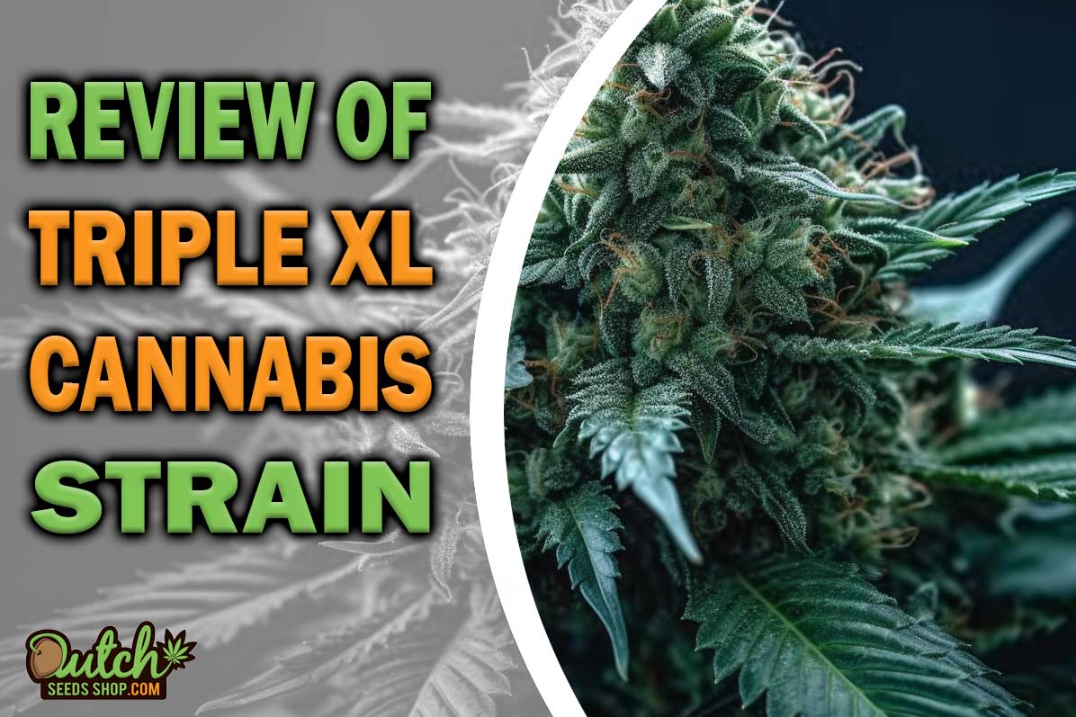 Triple XL Marijuana Strain Information and Review