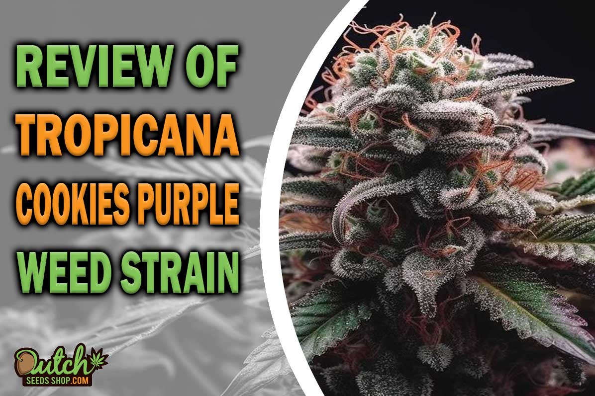 Tropicana Cookies Purple Marijuana Strain Information and Review
