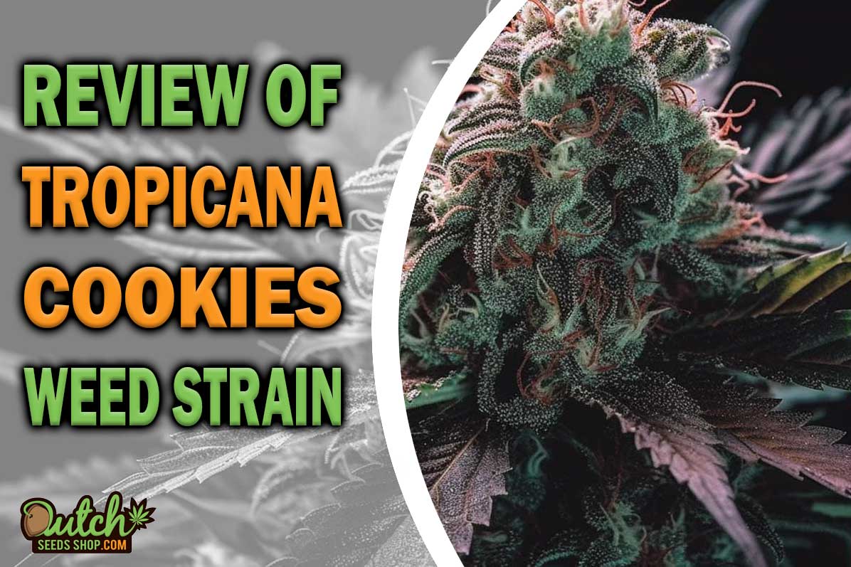 Tropicana Cookies Marijuana Strain Information and Review