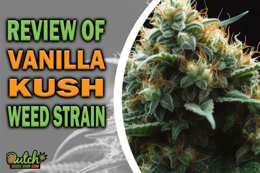 Review Of Vanilla Kush Weed Strain