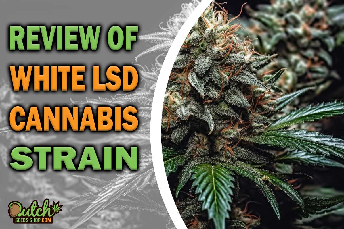 White LSD Marijuana Strain Information and Review