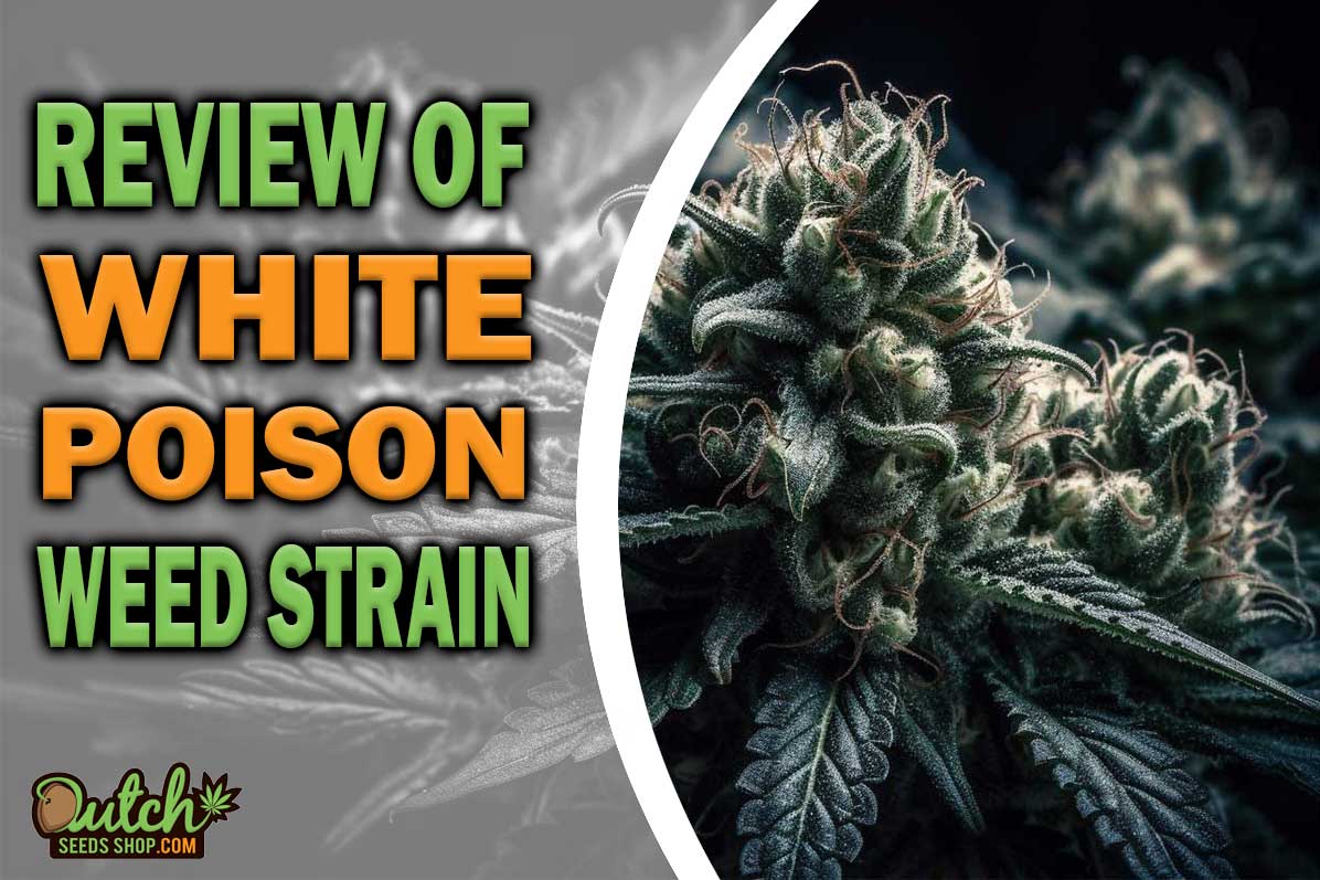 White Poison Marijuana Strain Information and Review