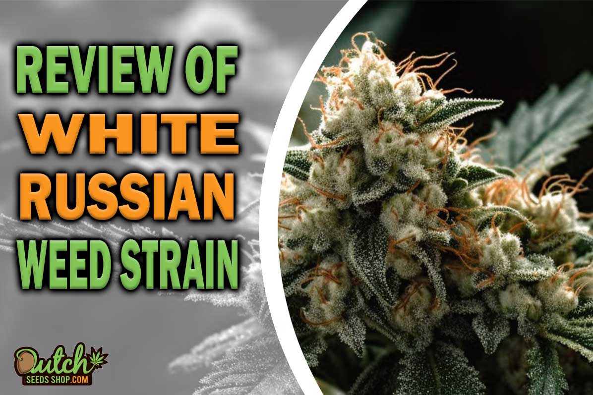 White Russian Marijuana Strain Information and Review