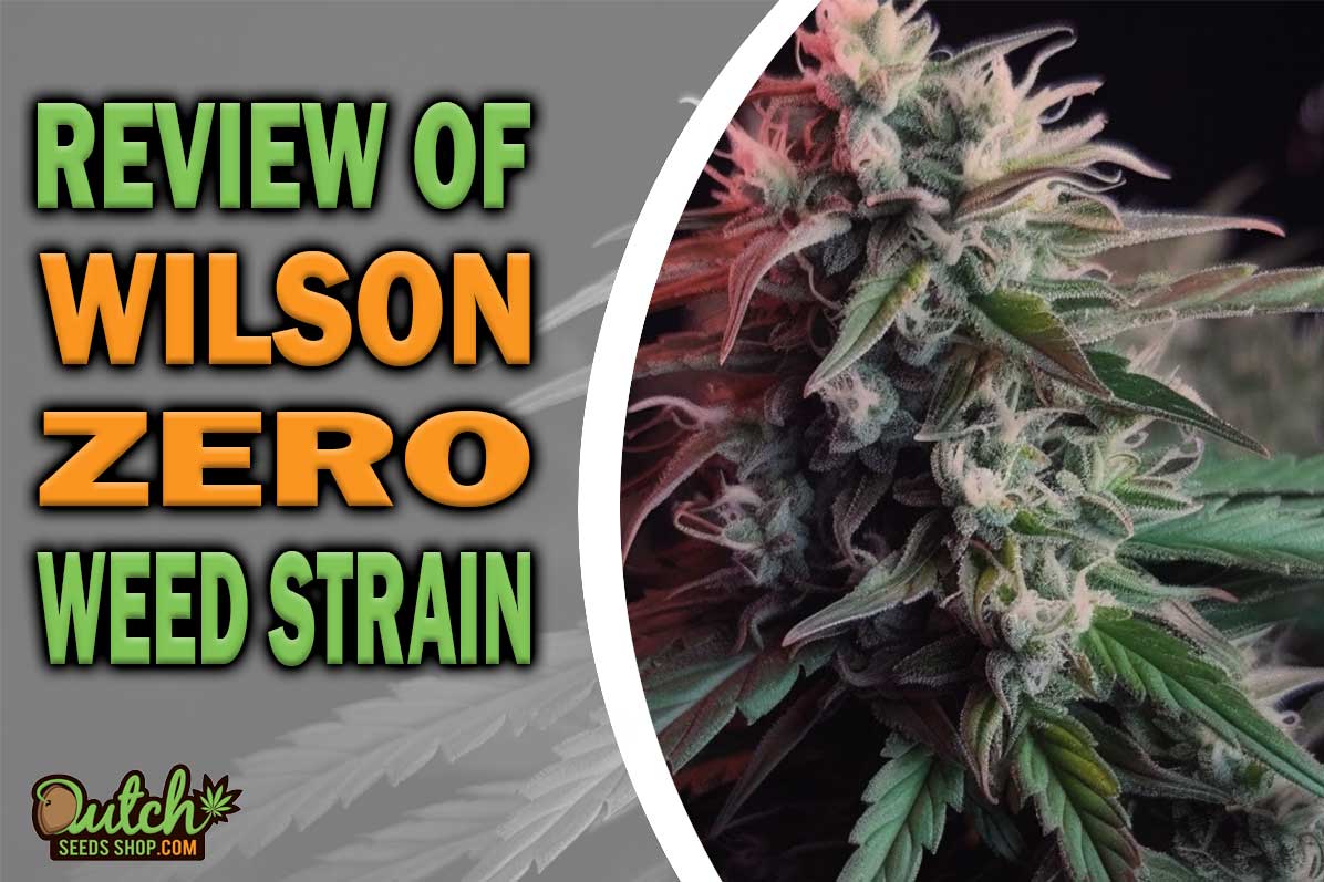Wilson Zero Marijuana Strain Information and Review