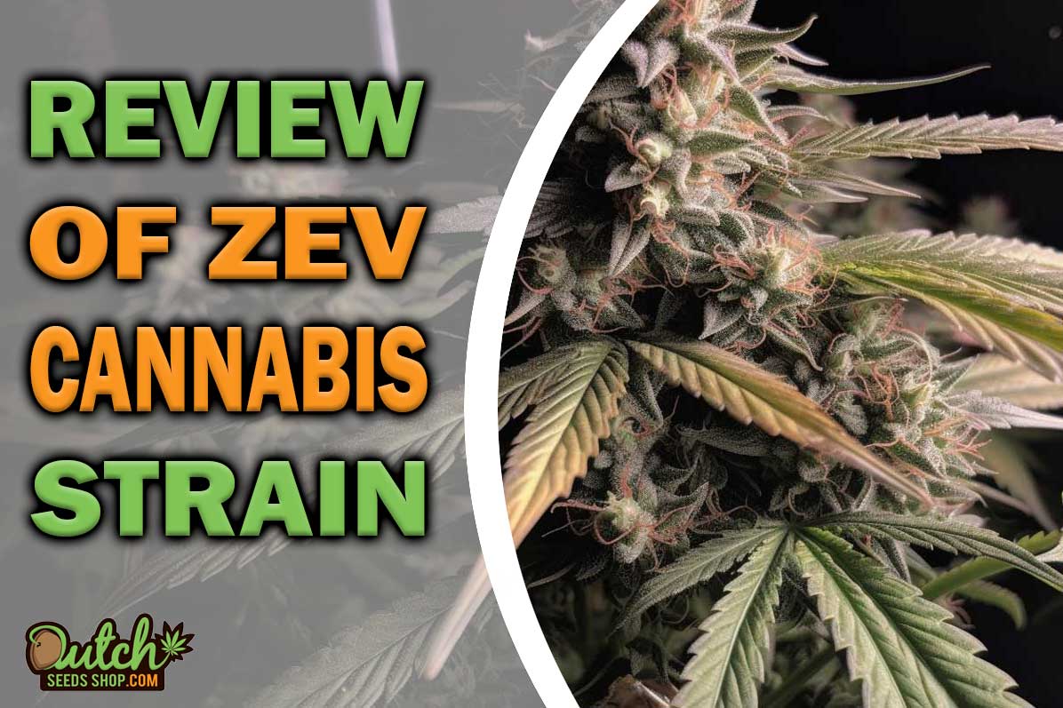 Zev Marijuana Strain Information and Review
