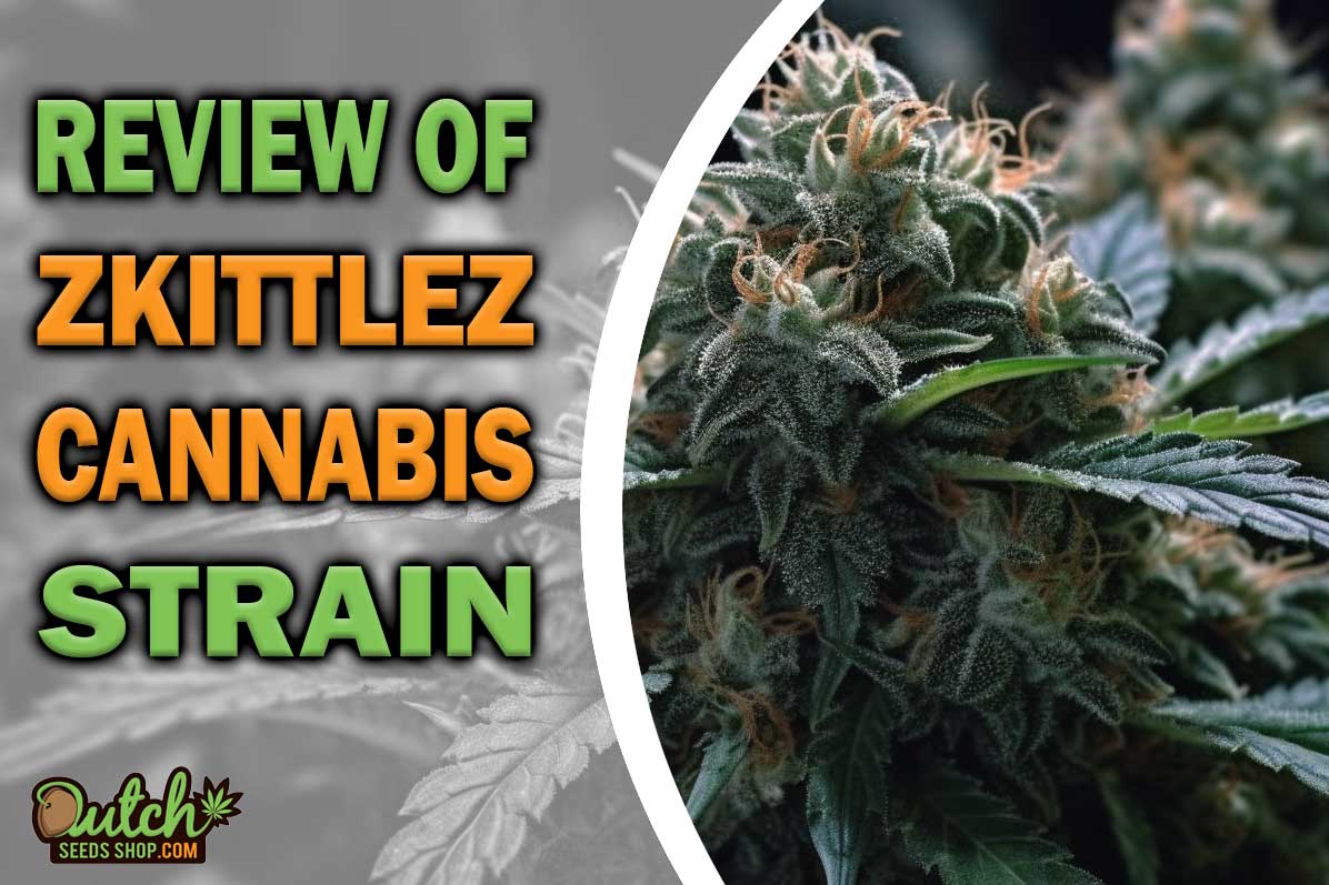 Zkittlez Marijuana Strain Information and Review