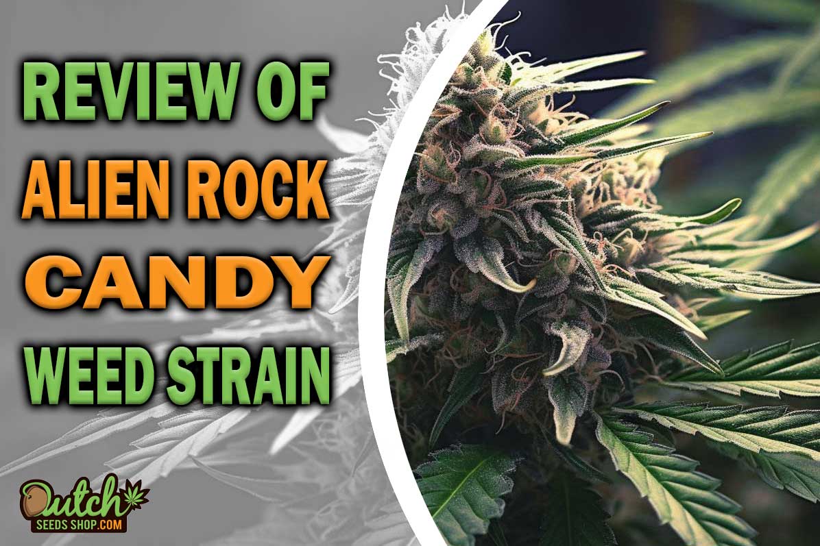 Alien Rock Candy Marijuana Strain Information and Review