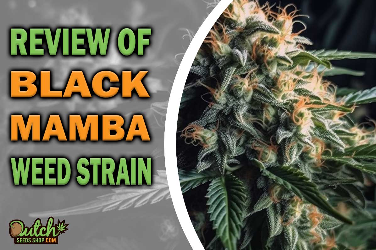 Black Mamba Marijuana Strain Information and Review