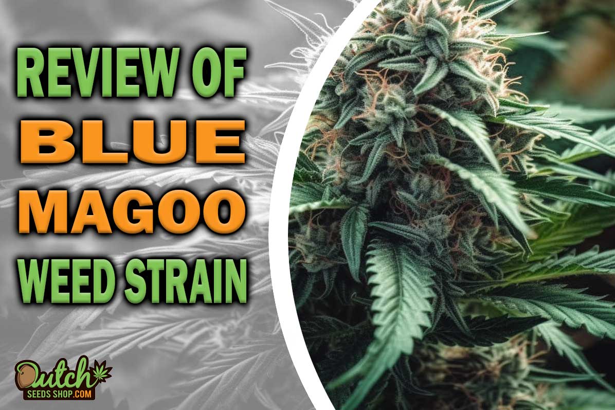 Blue Magoo Marijuana Strain Information and Review