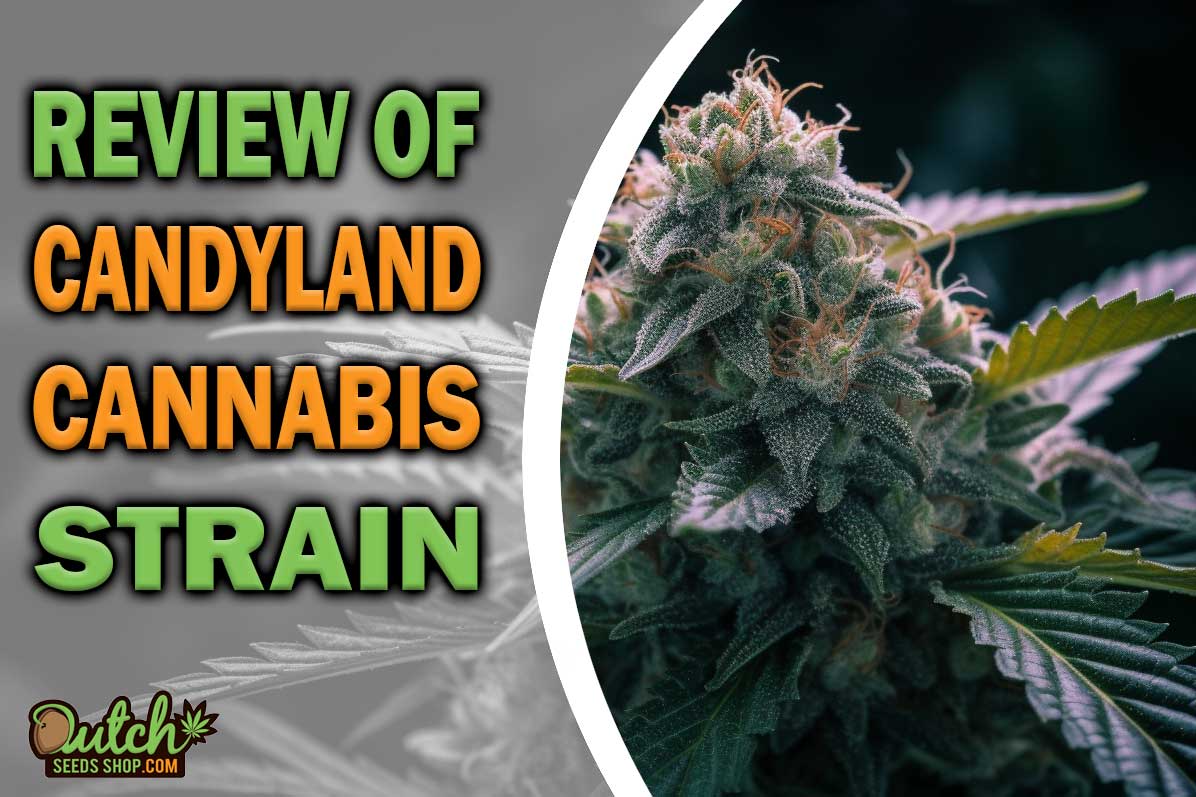 Candyland Marijuana Strain Information and Review