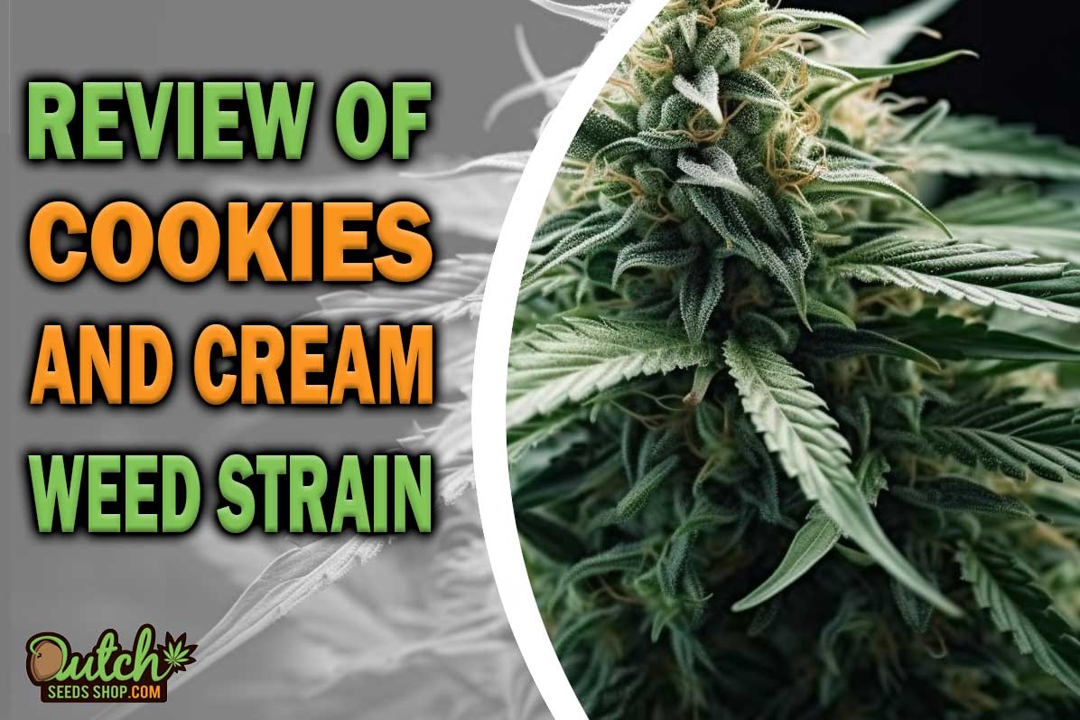 Cookies And Cream Marijuana Strain Information and Review
