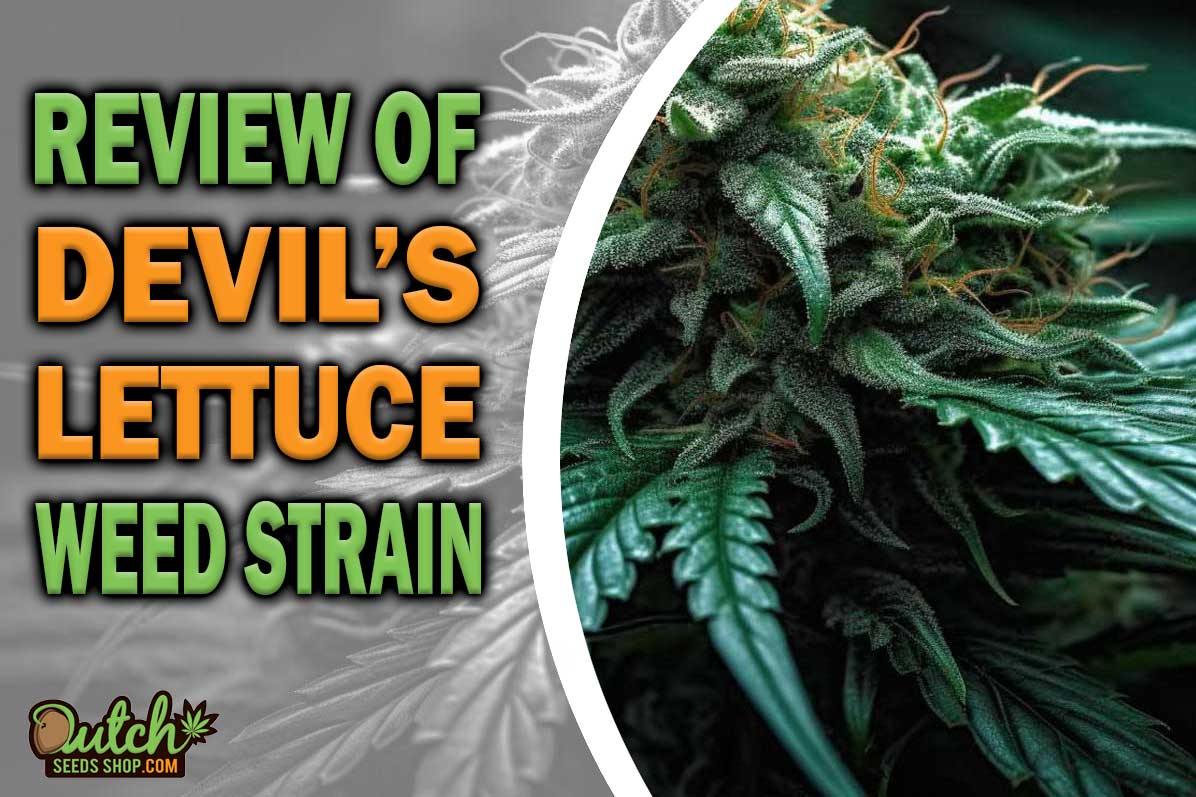 Devil’s Lettuce Marijuana Strain Information and Review