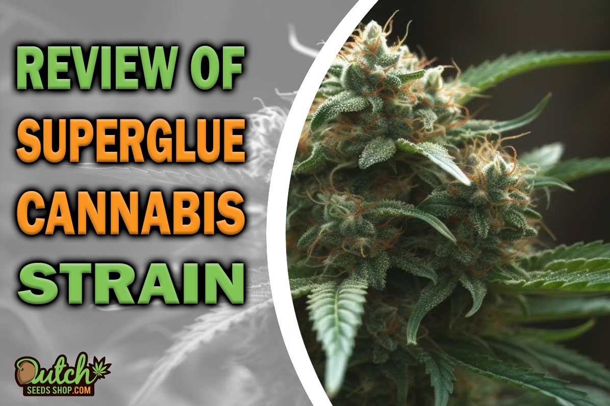 Superglue Marijuana Strain Information and Review