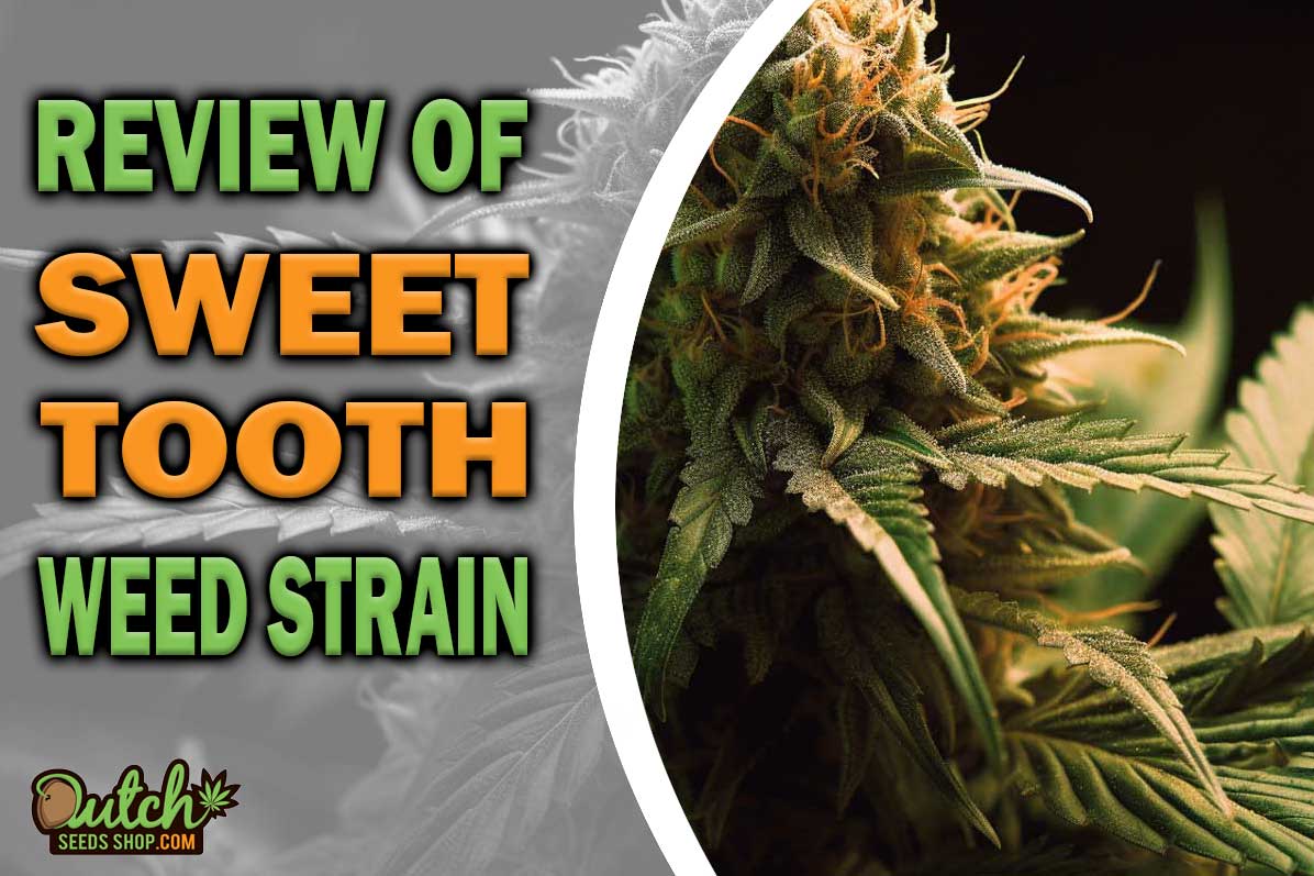 Sweet Tooth Marijuana Strain Information and Review