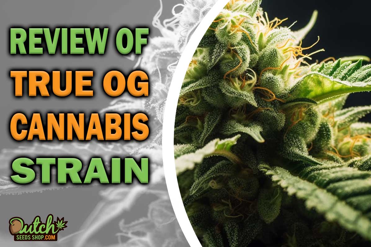 True OG Marijuana Strain Information and Review