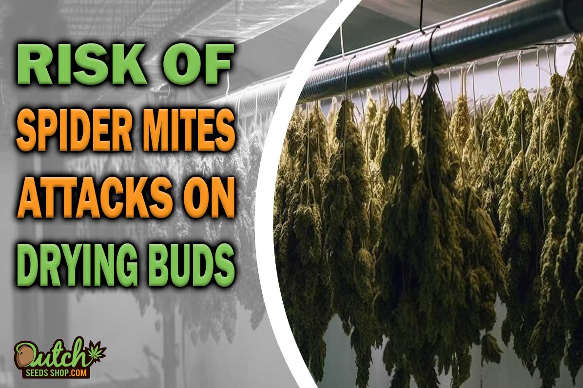 Will Spider Mites Attack Drying Buds?