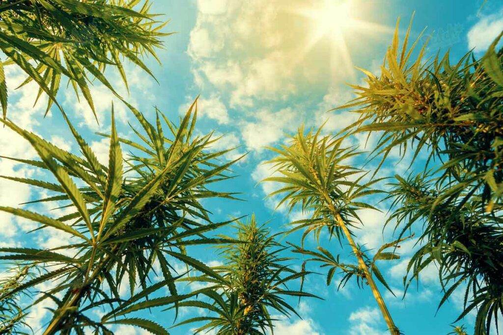 Sativa Cannabis Plants