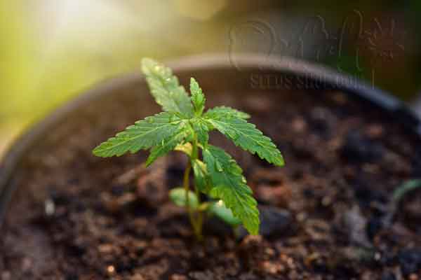 Seedling Stage: Nurturing Young Marijuana