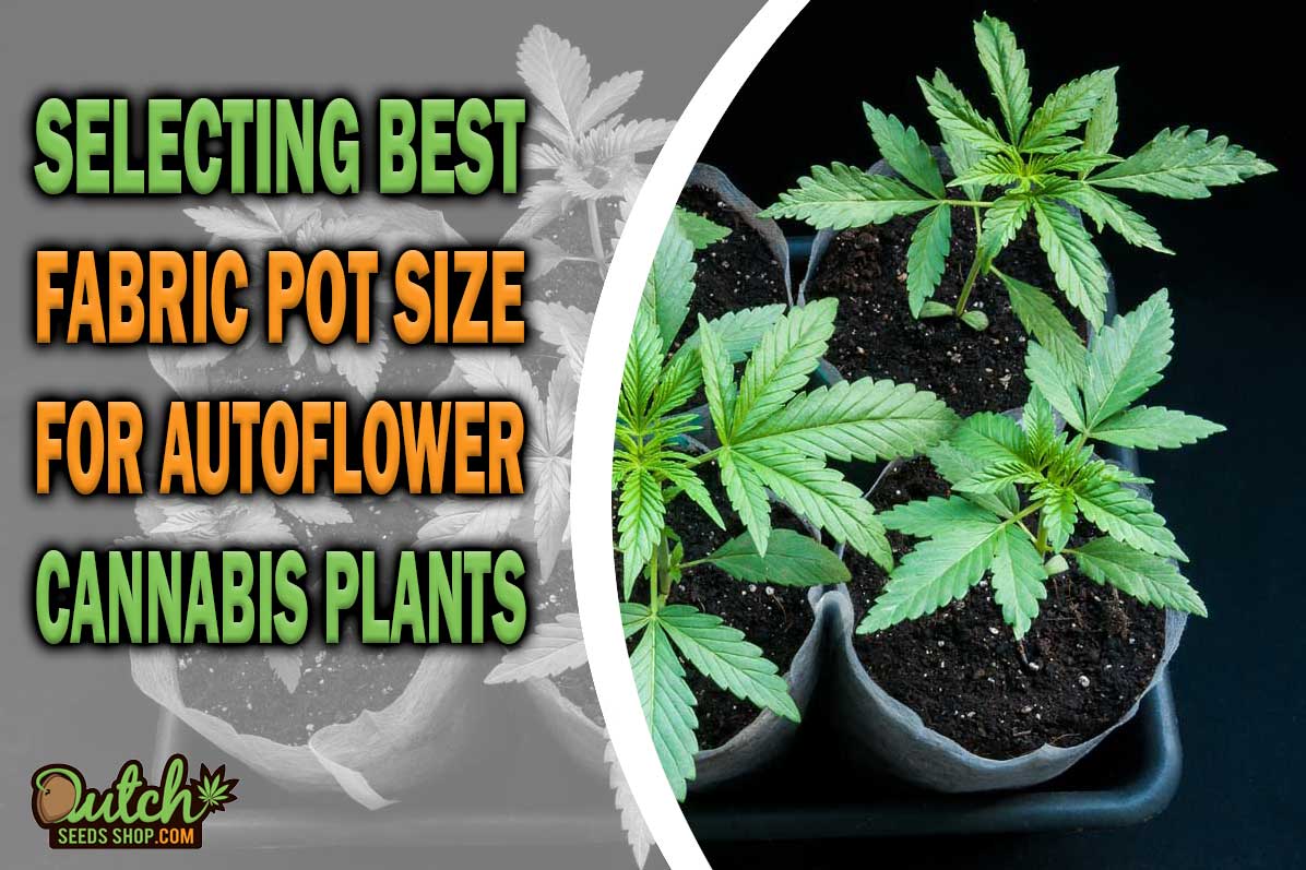 Selecting the Best Fabric Pot Size for Autoflowering Cannabis Plants