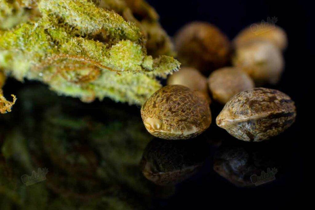 Shape of Cannabis Seeds