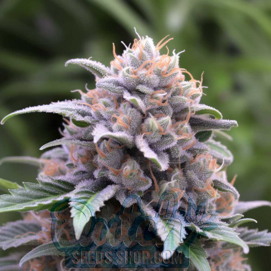 Buy Shishkaberry Feminized Cannabis Seeds For Sale - DSS