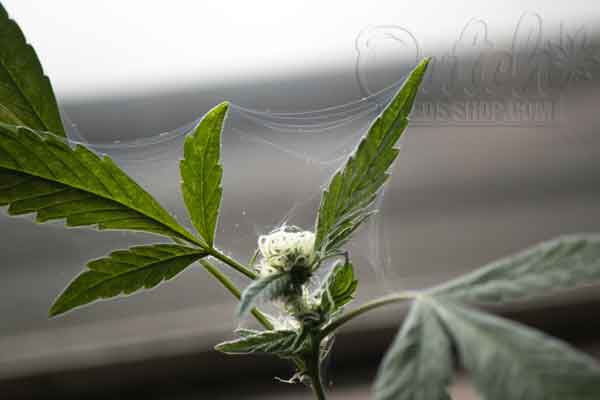 Signs of Spider Mite Infestations on Drying Buds