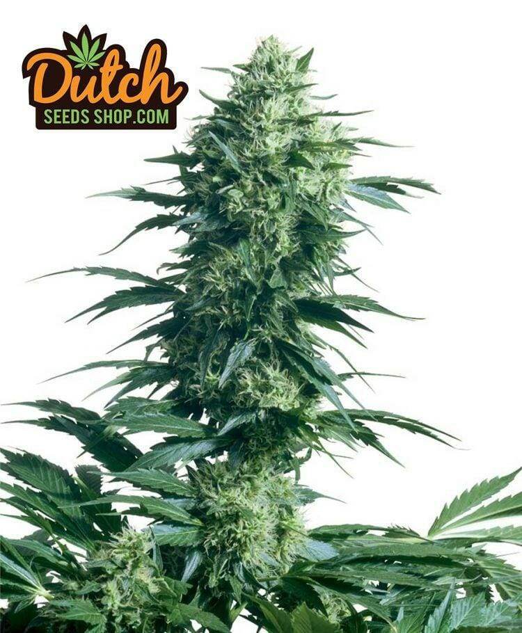 Buy Skunk Special Feminized Cannabis Seeds For Sale - DSS