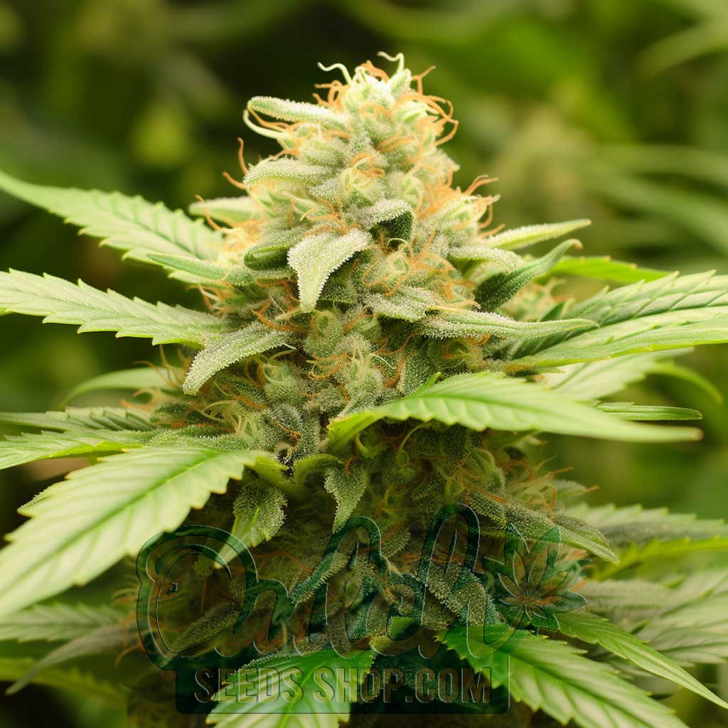 Skunk Special Feminized Seeds – : 5 seeds