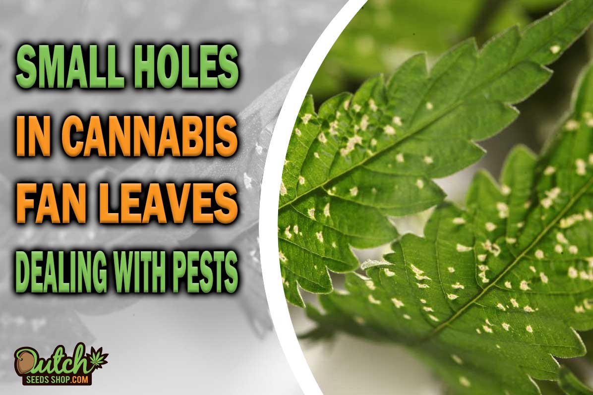 Small Holes in Fan Leaves: Dealing with Pesky Pests