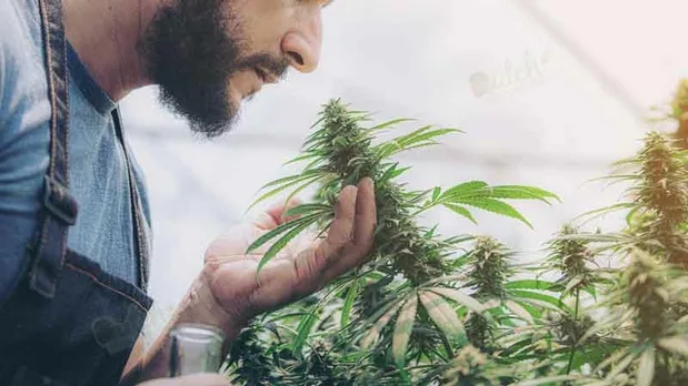 Smell and Taste of BubbleGum Autoflowering Feminized Cannabis