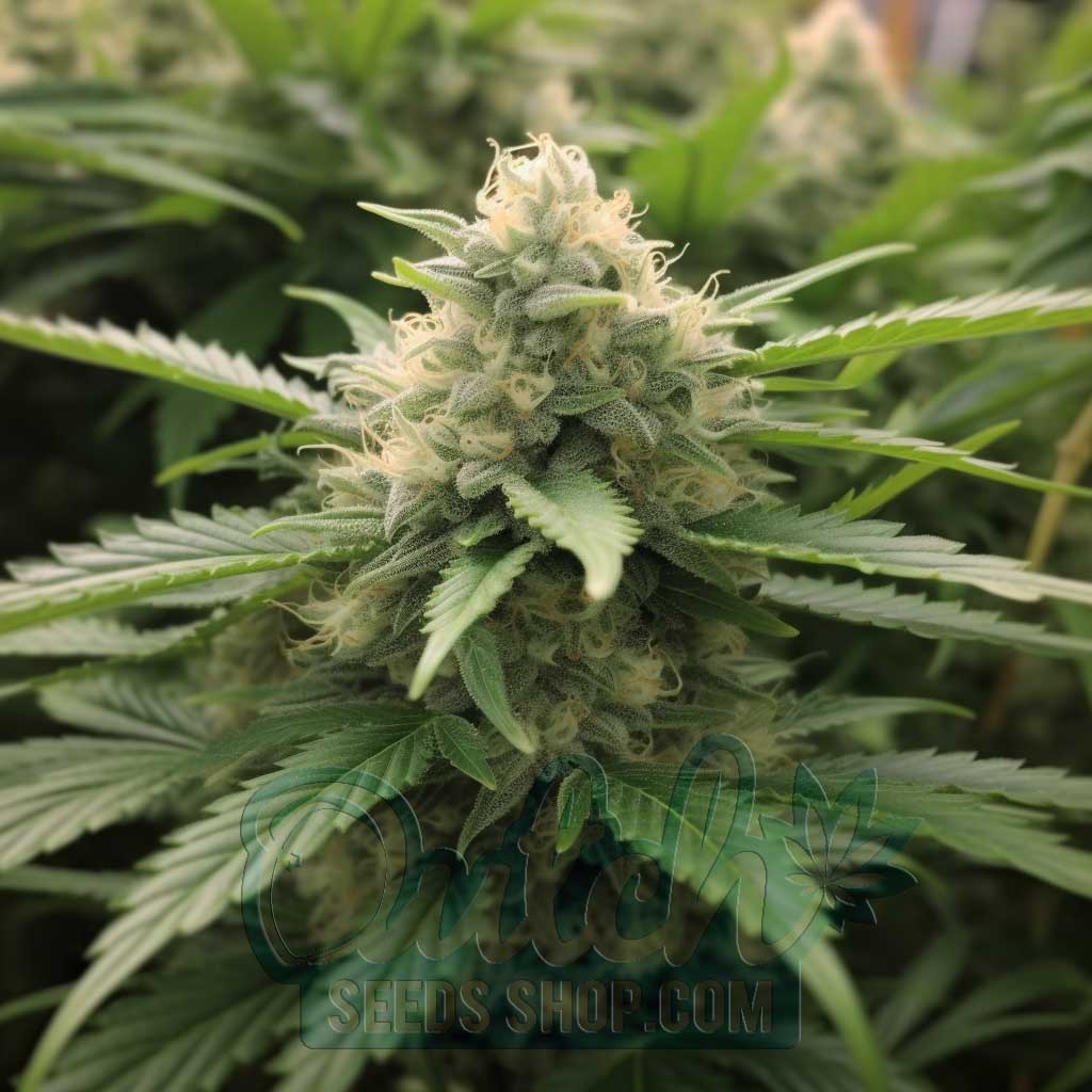 Buy Snow White Feminized Cannabis Seeds For Sale - DSS